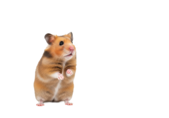 A fluffy, well-groomed golden Syrian hamster stands on hind legs with one paw raised, expressing deep curiosity against a transparent studio background with copy space, concept of innocent