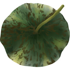 Watercolor Lotus Leaf without paper texture Illustration