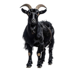 Fototapeta premium Majestic, dark goat posing, horns, black fur against transparent background