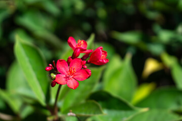 Close up of vibrant red Peregrina (Jatropha integerrima) flowers and buds surrounded by lush green foliage on sunny tropical day with beautiful blurred bokeh background.