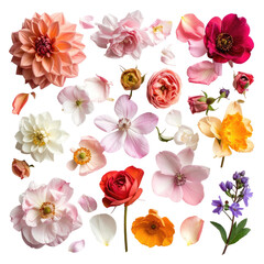 Assorted floral mix dahlias, roses, ranunculus, daffodils on black