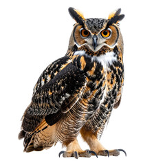 Alert owl with intense orange eyes, against a stark black background