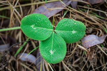Green leaves on autumn grass