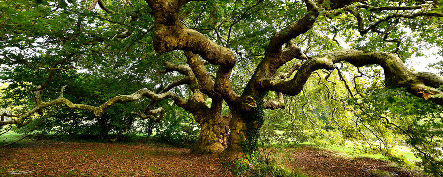 Platanes &agrave; missillac