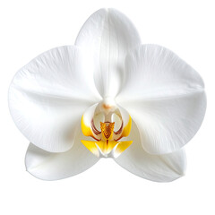 Elegant bloom A crisp white orchid with yellow and brown details