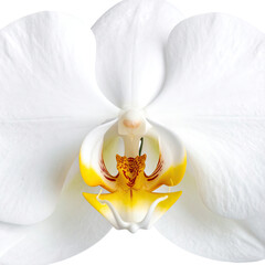 Orchid blossom closeup Pristine white petals, yellow, red, black background