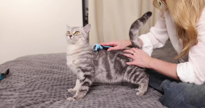 A beautiful gray British Shorthair cat being brushed by its owner on a gray blanket at home

