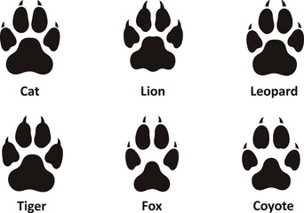 Animal Tracks Identification Guide Cat, Lion, Leopard, Tiger, Fox, and Coyote Prints © MdRasel
