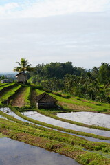 Fototapeta premium Jatiluwih Rice Terrace in the morning. Located in Bali Island. Green grass and yellow paddy with blue sky background. Tabanan, 3 Juli 2025