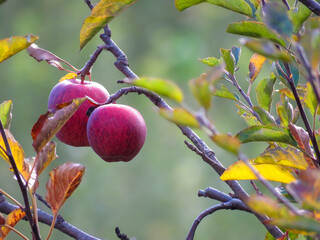Fresh red apples hanging on a tree branch in natural sunlight, symbolizing organic farming, healthy eating, agriculture and food production. 