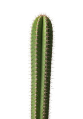 Naklejka premium A prominent, pristine, vibrantly green columnar cactus with distinct ribbed stems and light brown spines, in sharp focus, on a clean transparent background, concept of natural resilience and