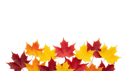 Pristine, vibrant red, orange, yellow autumn maple leaves artfully scattered on a transparent background with ample copy space, high-key studio concept of seasonal transition