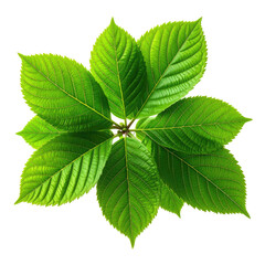 Green leaves arranged radiating from a central point on black