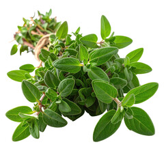 Fresh thyme bunch with vibrant green leaves tied