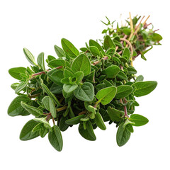 Fresh bunch of aromatic herb with small green leaves against dark background