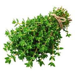 Thyme bunch tied with string, showing many small green leaves