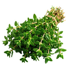 Fresh Thyme Bunch of vibrant green herb tied with a natural string