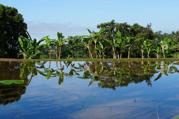 Vibrant sunny day with clear blue sky and lush greenery including banana leaves. Tabanan, Indonesia, Bali, 3 July 2025