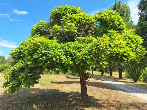 The morus alba or catalpa bignonioides tree grows in a park against a blue sky.