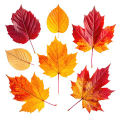 Obraz premium Colorful autumn leaves displayed with gradients and varying shapes