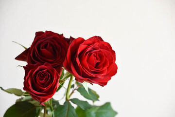 Obraz premium 赤い薔薇