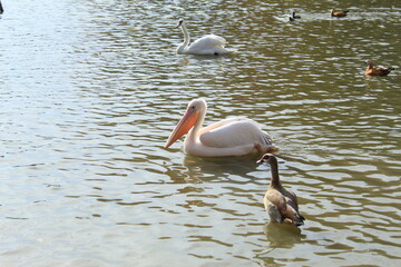 Graceful White Pelican on Water Wildlife Photography