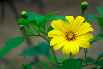 A close-up photo of a vibrant yellow Mexican sunflower taken under the bright summer sunlight