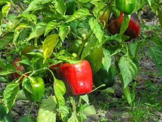 Fresh red and green bell peppers growing on a healthy plant in a garden, perfect for use in agriculture themes, organic farming, nutrition content, gardening guides, food production visuals.