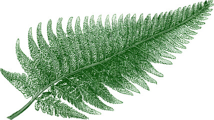 Fern leaf detail on black isolated on transparent background
