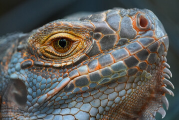 Green Iguana face close up, Green Iguana skin texture macro, Green Iguana wildlife portrait