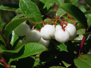 シラタマノキ 果実