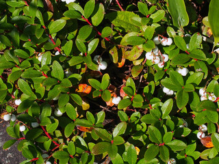 シラタマノキ 果実