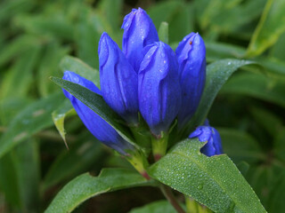 オヤマリンドウ