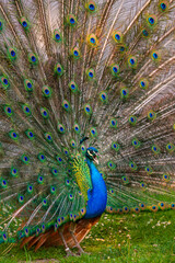 Obraz premium peacock with feathers