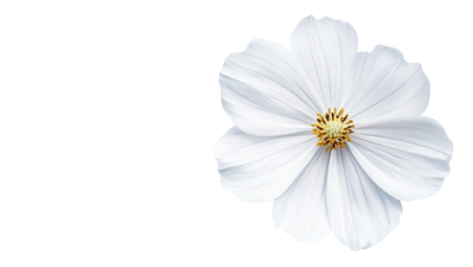 Delicate white cosmos flower with yellow center isolated on a stark black background