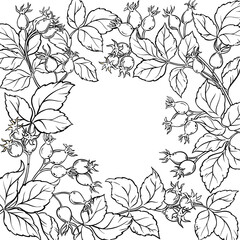 Wild Rose Branch with Berries and Leaves Outline Frame. Vector isolated for design or decoration.