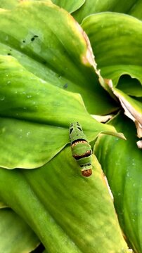 caterpillars on green leaves in the garden