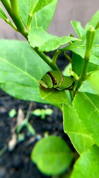 caterpillars on green plants in the garden