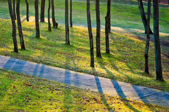 A path in the park in autumn, tree trunks in the background, green grass in the foreground - Powered by Adobe