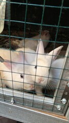white rabbit in cage