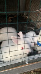 white rabbit in cage