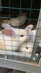 white rabbit in cage