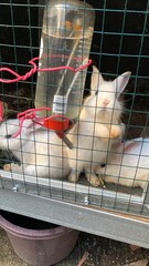 white rabbit in cage
