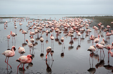 Flamants rose a Swakopmund, Namibie