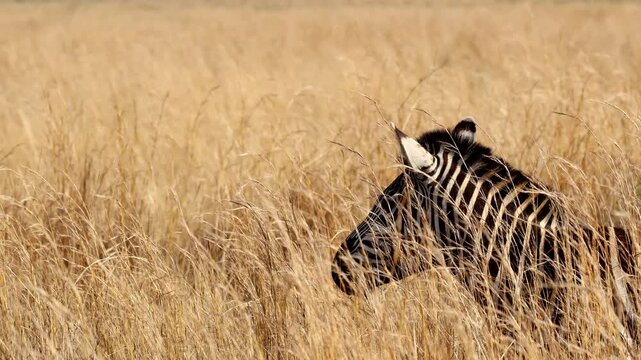 Alert Burchell's Zebra in tall grass with moving ears listening for threats