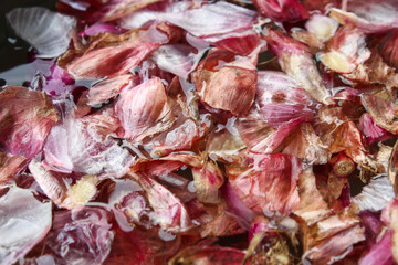 Close up of red onion skin soaked in water