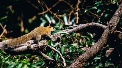 Squirrel climbing tree branch in forest habitat