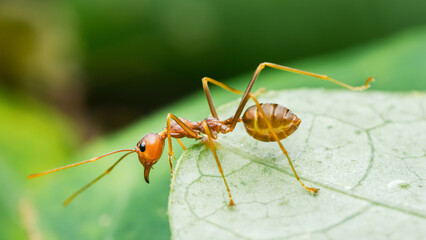 Red weaver ant walking on green leaf