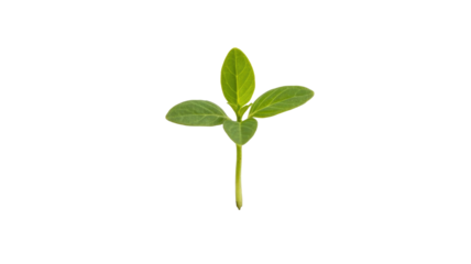 A vibrant green seedling with three leaves and a slender stem, isolated against a solid dark transparent background, symbolizing new growth and nature. background removed