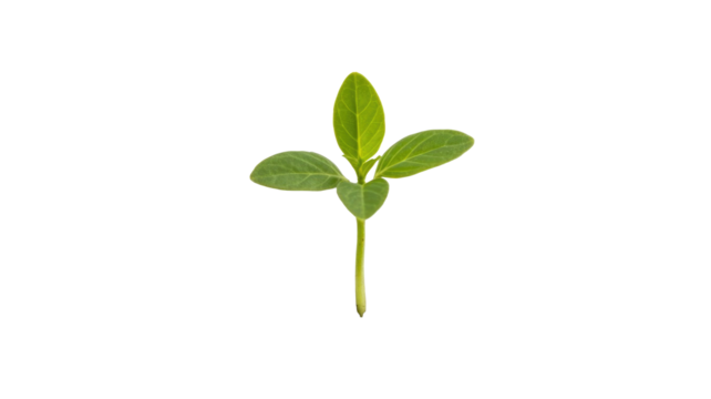 A vibrant green seedling with three leaves and a slender stem, isolated against a solid dark transparent background, symbolizing new growth and nature. background removed - Powered by Adobe